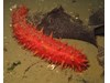 Photo of Parastichopus californicus
